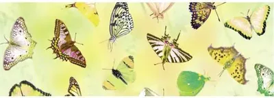 Produktbild von Transparentpapier 115g/qm A4 VE=25 Blatt Schmetterling