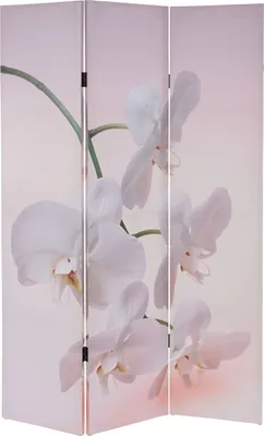 Immagine prodotto di Schermo fotografico T233, parete divisoria certificata MVG 180x120cm ~ Orchidea