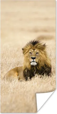 Produktbild von MuchoWow® Poster Ein Löwe im hohen Gras des Serengeti-Nationalparks in Tansania 80x160 cm - Kinderzimmer