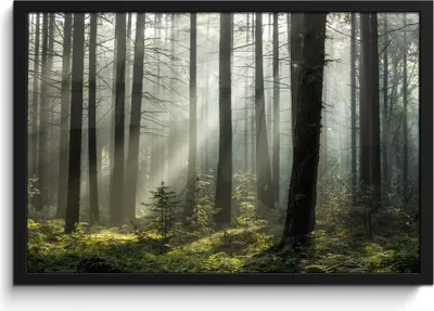 Produktbild von MuchoWow® MuchoWow® Gerahmtes Poster Wald - Pflanzen - Nebel 60x40 cm - Poster mit zchwarzem Bilderrahmen - Printing - Wanddeko Schlafzimmer
