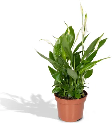 Zdjęcie produktu dla Meergroothandel Spathiphyllum (łyszczec) - 45 cm, Ø12 cm