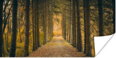 Produktbild von MuchoWow® Poster Pfad - Bäume - Wald 40x20 cm - Poster für die Wand - Poster Schlafzimmer