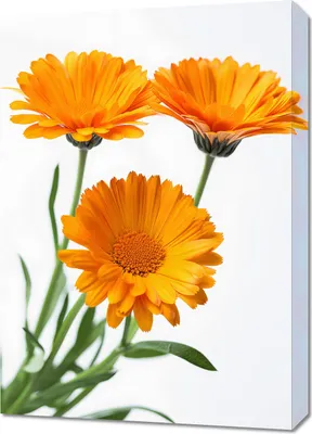 Produktbild von Leinwandbild Sonnenblumen 50x70cm, bedruckte Seiten, Kiefernholzrahmen mit Aufhängung