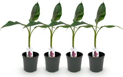 Immagine prodotto di Pianta di banana Musa sikkimensis Red Tiger – Resistente al freddo – 4 piante – Ø 17 cm – Altezza circa 40 cm – Un tocco esotico per il giardino e la terrazza