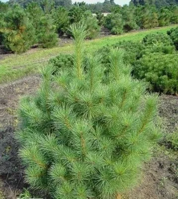 Produktbild von Pinus peuce - Pinselkiefer - Mazedonische Kiefer  - 60-70