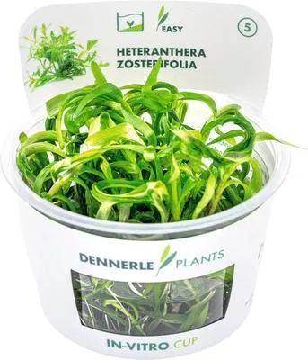 Produktbild von Trugkölbchen - Heteranthera zosterifolia In-Vitro