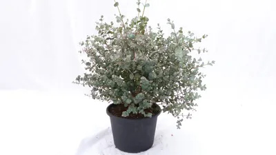 Produktbild von 4 Stück Eucalyptus Gunni Gunnii Busch Kugel Eukalyptusbaum, Ø 35 cm, T19 H 50 cm Pflanze winterhart