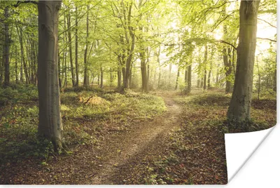 Produktbild von MuchoWow® Poster Wald - Weg - Sonnenaufgang 30x20 cm - Plakate - Print