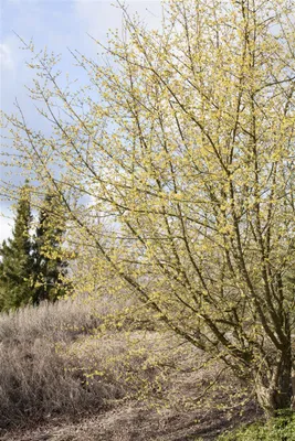 Produktbild von Cornus mas, Kornelkirsche, gelbe Blüten, 60–100 cm