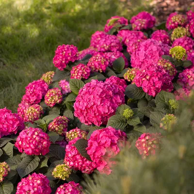Zdjęcie produktu dla Hortensja Hydrangea macrophylla Summer Love Red, mrozoodporna, czerwona, 20