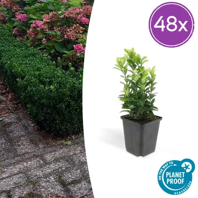 Zdjęcie produktu dla Euonymus jap. Green Spire | 48 sztuk - 10-25cm - Ø9cm - Roślina ogrodowa