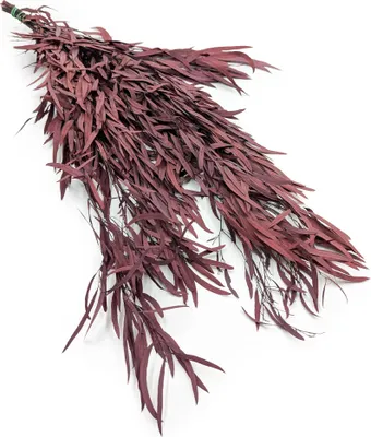 Produktbild von Stabilisiertes Eukalyptus - Nicoly - Rot