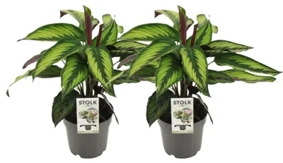 Produktbild von Calathea Majestica Princeps | 2 Stück - 35-45cm - Ø14cm - Zimmerpflanze - Immergrün - Multideal