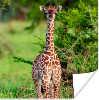 Produktbild von MuchoWow® Poster Baby - Giraffe - Pflanzen 75x75 cm - Wand Dekoration