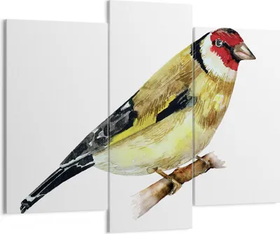 Produktbild von Bild auf Leinwand - Leinwandbild - 3 Teile - Stieglitz Vogel Aquarell - 130x100cm - Wand Bild - Wanddeko - Wandbilder - Leinwanddruck - Bilder - Wanddekoration - Leinwand bilder - CB130x100-4179