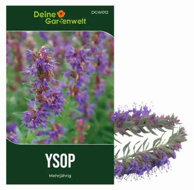 Produktbild von Ysop Mehrjährig Samen - Hyssopus officinalis - Ysopsamen - Kräutersamen - Saatgut für 150 Pflanzen
