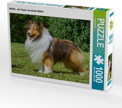 Produktbild von CALVENDO Puzzle Sheltie - ein Traum von einem Rüden | 1000 Teile Lege-Größe 64x48cm Foto-Puzzle für glückliche Stunden