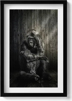 Produktbild von Ein Affe, der im Schatten grübelt– Wandbild mit Rahmen – Gerahmtes Bild  – Wanddekoration – 40x60 cm –  Schwarz