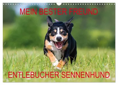 Produktbild von Mein bester Freund - Entlebucher Sennenhund (Wandkalender 2027 DIN A3 quer), CALVENDO Monatskalender