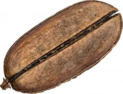 Produktbild von Para Para ca. 10-14cm | Jacaranda oxyphilla