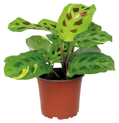 Immagine prodotto di Maranta variegata, pianta ornamentale, pianta da interno, altezza 10-15 cm, vaso da 12 cm