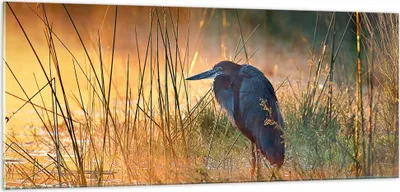 Produktbild von Bilder auf glas - Vogel Natur Wasser - 100x40cm - Glasbilder - Wandbilder - Kunstdruck - zum Aufhängen bereit - Wanddekoration aus Glas - Glas Bilder - Wandbild auf Glas - Einteilig - GAB100x40-3708
