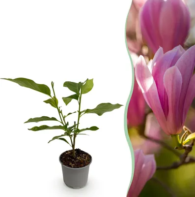 Immagine prodotto di Magnolia Heaven Scent - Fiore rosa - Decidua - Bassa manutenzione - 30cm - Ø12cm - Pianta da giardino