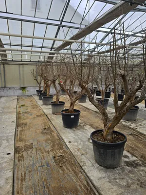 Produktbild von Granatapfelbaum 200 - 220 cm, punica granatum, Mollar de Elche, rote Frucht, winterhart, dicker Stamm