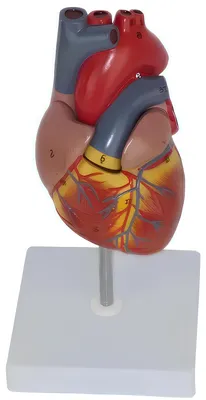 Produktbild von Anatomisches Modell des menschlichen Herzens RESTEQ 1:1 zerlegbar edukativ zum Lernen