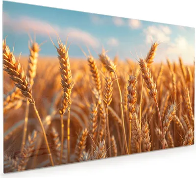 Produktbild von Küchenrückwand Spritzschutz Glas mit Motiv Weizenfeld Sonnenuntergang 40 x 40 cm