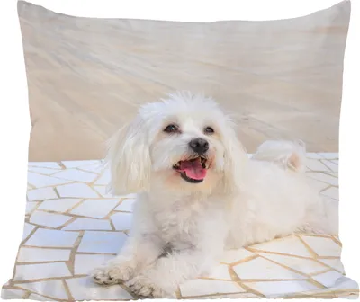 Produktbild von MuchoWow® Zierkissen Sofakissen Wohnzimmer Dekokissen 50x50 cm Ein Malteser Hund liegt auf einem Weg - Komfort - Sofakissen
