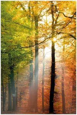 Produktbild von Wallario Premium Glasbild, freischwebende Optik, kräftige Farben, Größe 90 x 60 cm Motiv Sonnenuntergang im Herbstwald