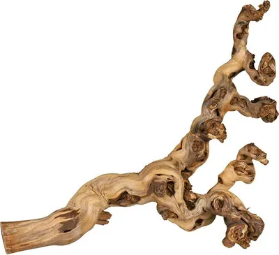 Produktbild von Weinrebe, wassergestrahlt 55–75 cm