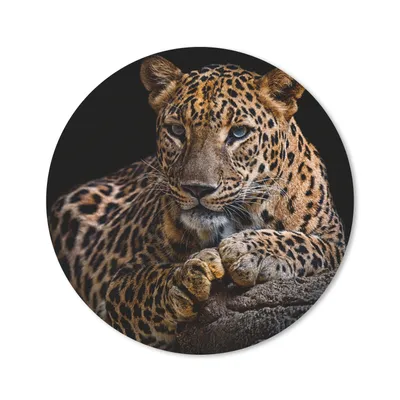 Produktbild von MuchoWow® Mauspad Mousepad Wildtiere - Panther - Porträt - Schwarz - Tiere 30x30 cm - Mousepads - Maus Mat - Pad - Mausunterlage - Tischunterlage - Schreibtischmatten