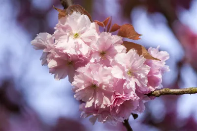 Produktbild von Prunus subhirtella 'Accolade', Zierkirsche, rosa Blüten, 60–100 cm