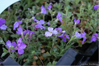 Immagine prodotto di 6 x Aubrieta hybr. 'Cascade Blue' - Fiori di campo di 9x9cm