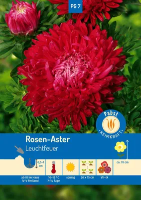 Produktbild von Rosen-Aster Leuchtfeuer | Asternsamen von Carl Pabst