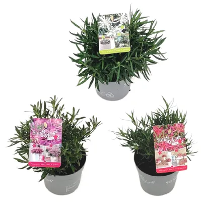 Imagen del producto de 3 plantas de la variedad "Rhododendron Azalea Mix"