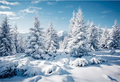 Productafbeelding van Fotografieachtergrond van vinyl, winterbos, 152x91 cm, geschikt voor kerstdecoratie