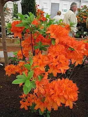 Produktbild von Rhododendron luteum Monique - Azalee Monique 25-30cm