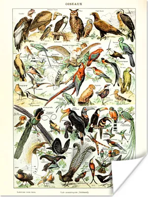 Produktbild von MuchoWow® Poster Tiere - Vogel - Jahrgang 30x40 cm - Wandplakat - Poster Kinderzimmer