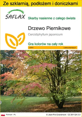 Zdjęcie produktu dla SAFLAX - Zestaw do uprawy - Drzewo Piernikowe - 200 Nasiona - Z mini szklarnią, podłożem uprawowym i 2 doniczkami - Cercidiphyllum japonicum