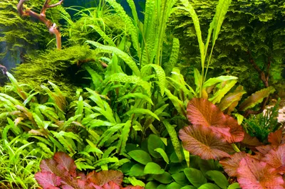 Produktbild von Aquarienpflanzenset 'Wasserkelch Trifft Lotus' Bis 200L