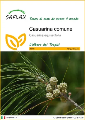Immagine prodotto di SAFLAX  - Casuarina comune - 200 semi - Casuarina