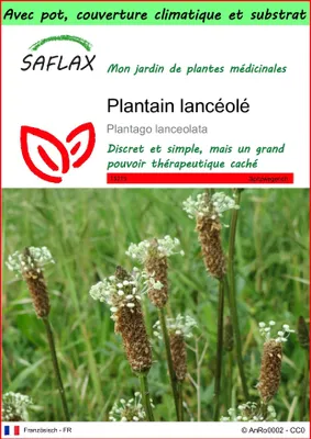 Image de SAFLAX Garden to go - Plantain lancéolé - 100 graines - Plantago