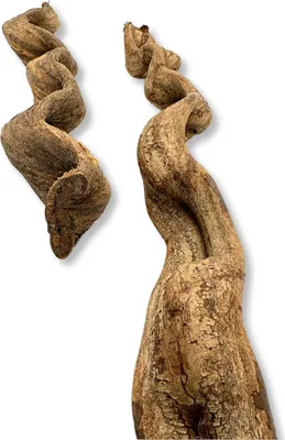 Produktbild von BioThai Terrarium-Dekoration Regenwaldliane, 50 cm lang, 4-6 cm Durchmesser, gewellt