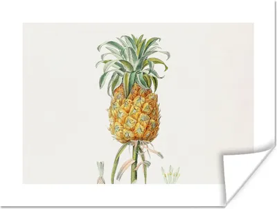 Produktbild von MuchoWow® Poster Ananas - Obst - Vintage 120x90 cm - Wandbild