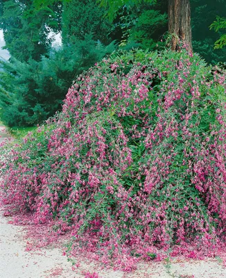 Produktbild von Buschklee 30-40 cm, im Topf - Lespedeza buergeri