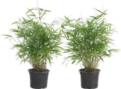 Two potted bamboo plants are shown against a white background.