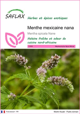 Image de SAFLAX - Menthe mexicaine nana - 500 graines - Mentha